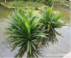 Pandanus amaryllifolius